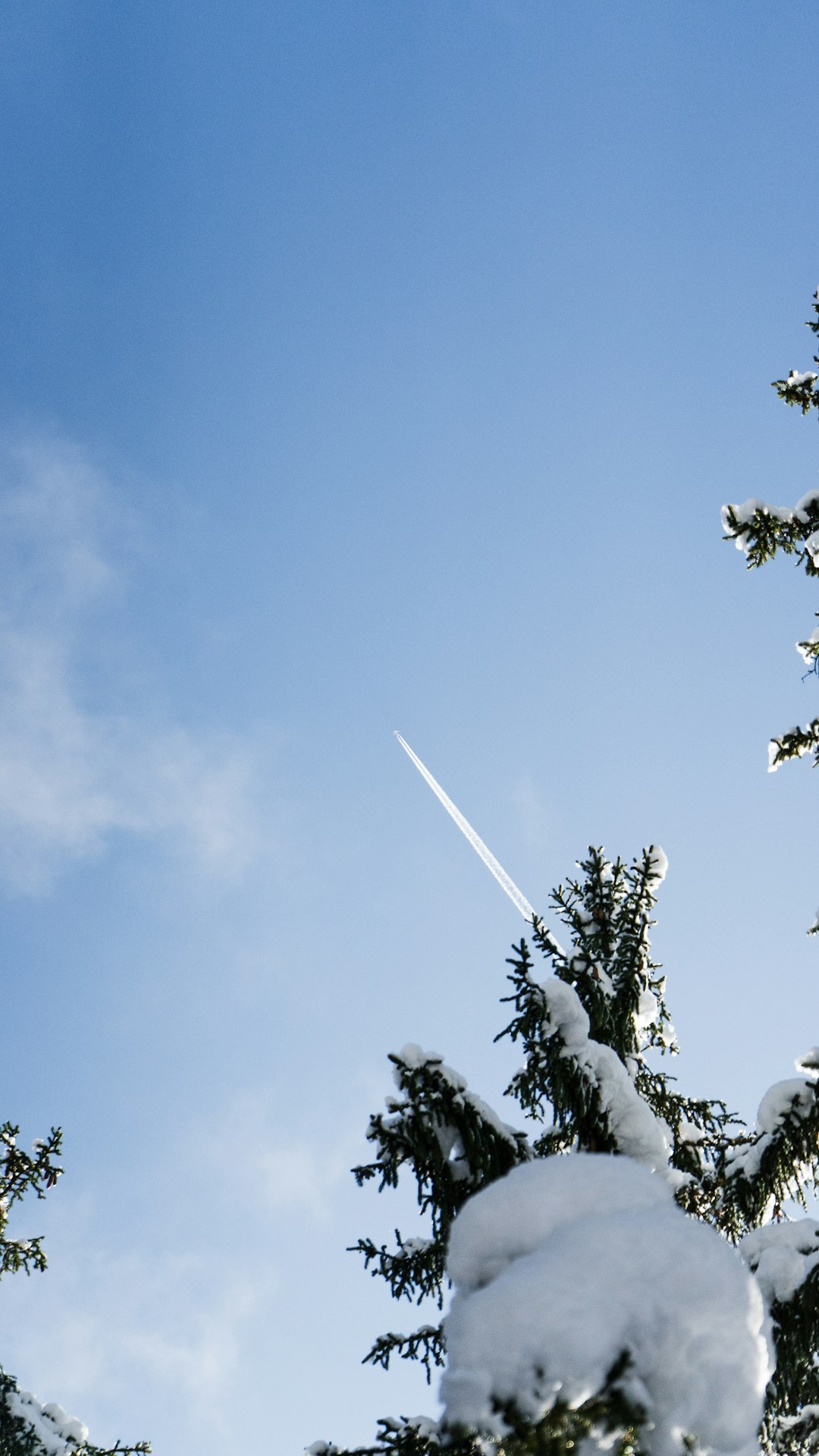 green tree under blue sky during daytime