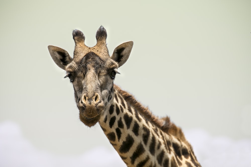 brown and black giraffe in close up photography