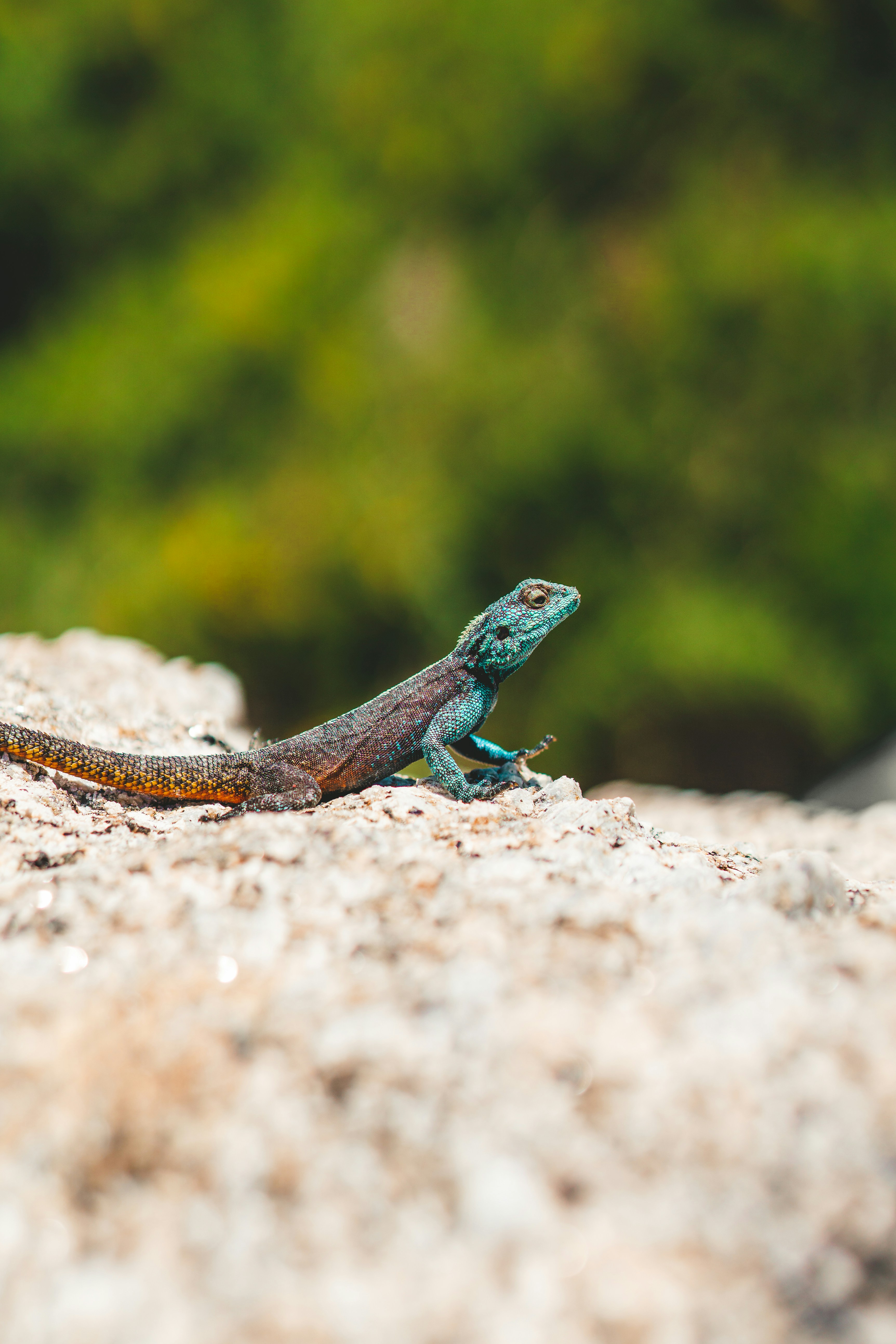 blue and brown lizard on brown rock