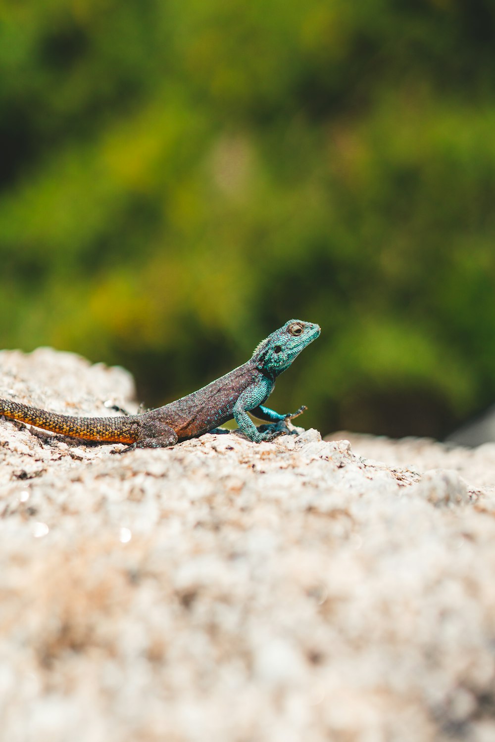 blue and brown lizard on brown rock