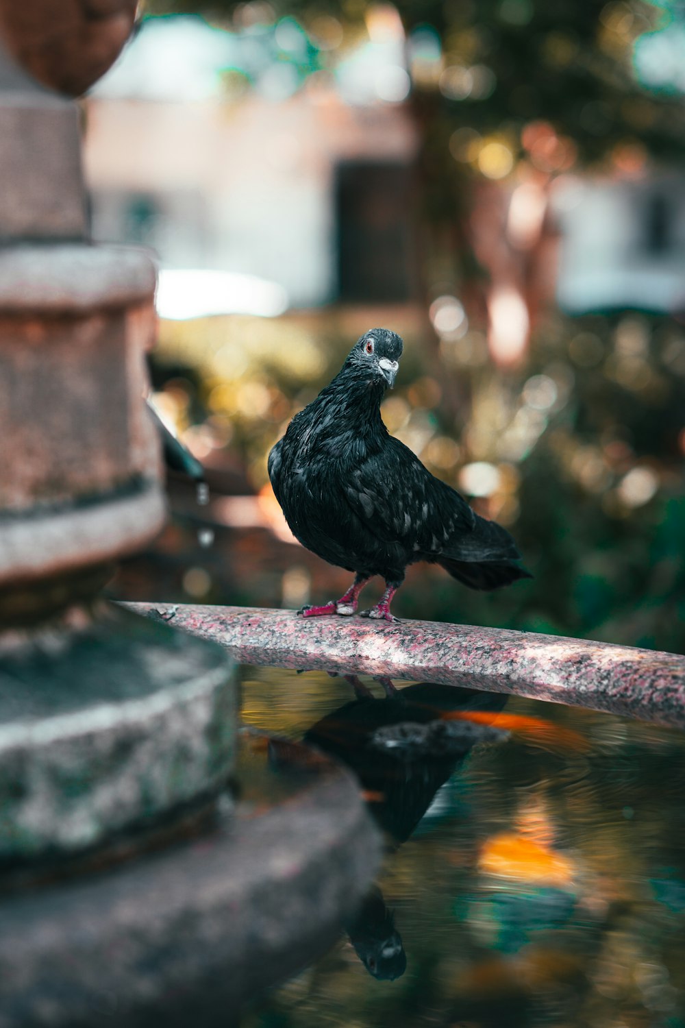 black bird on brown wooden surface