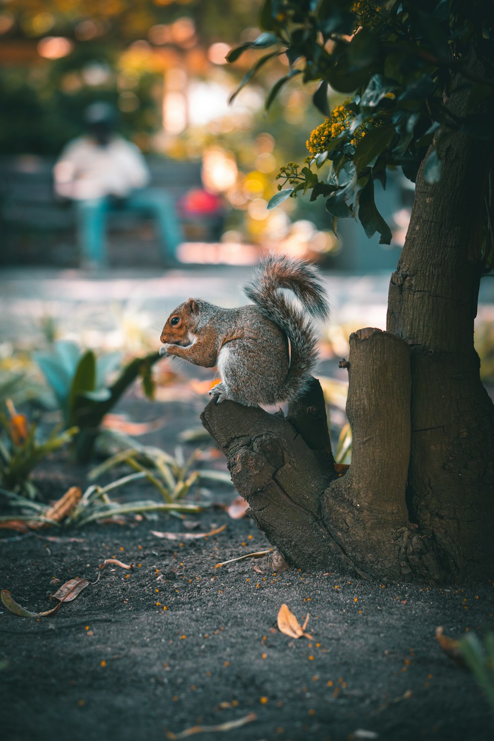 brown squirrel on brown tree branch during daytime