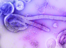 How Does H5N1 Spread?