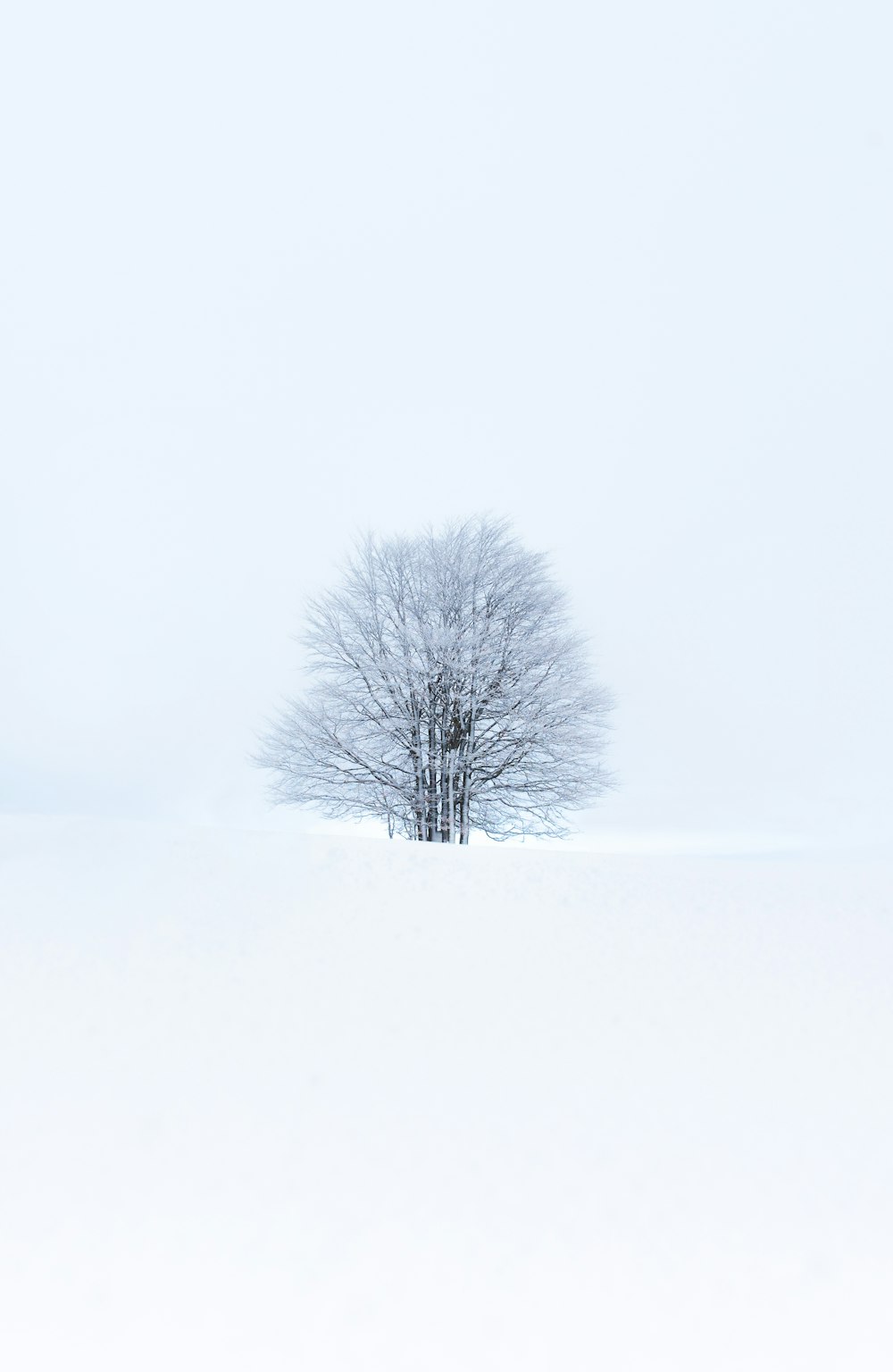 雪に覆われた地面に葉のない木