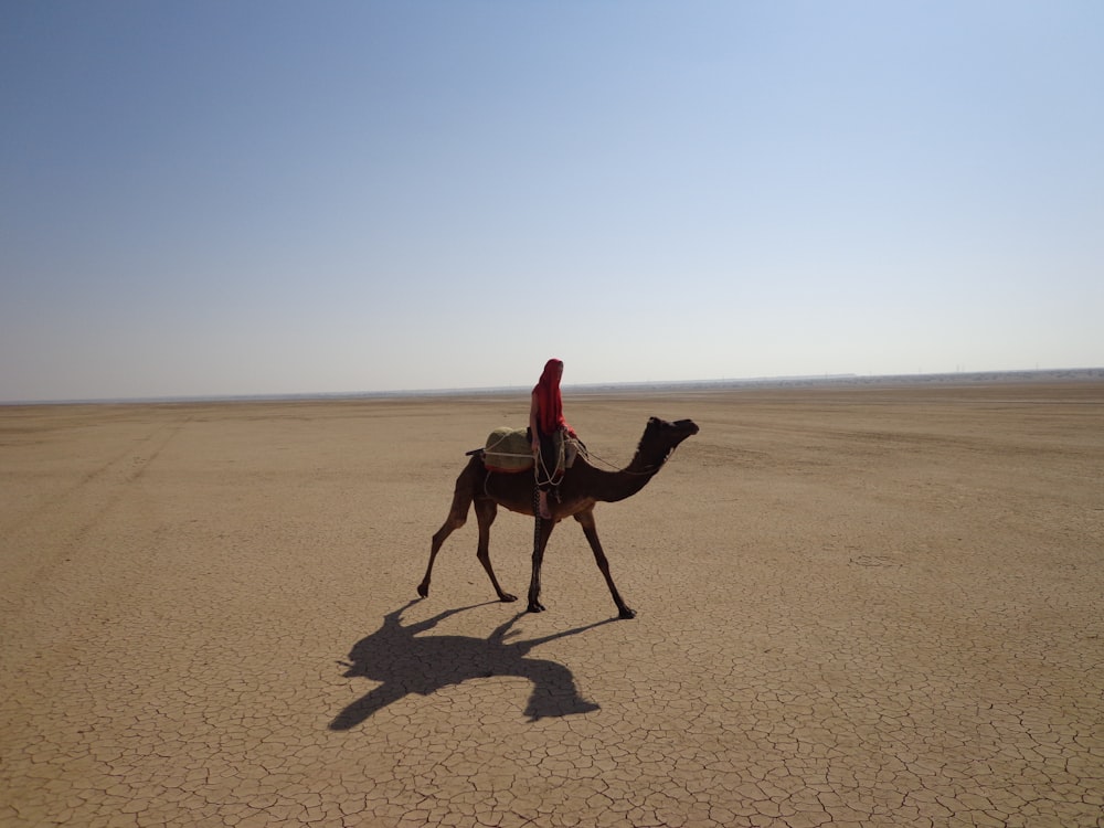 brown camel walking on brown sand during daytime