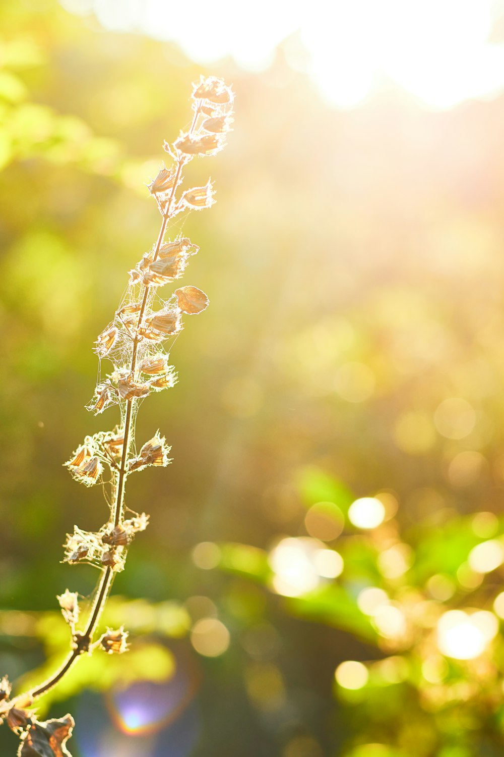 white flower in tilt shift lens