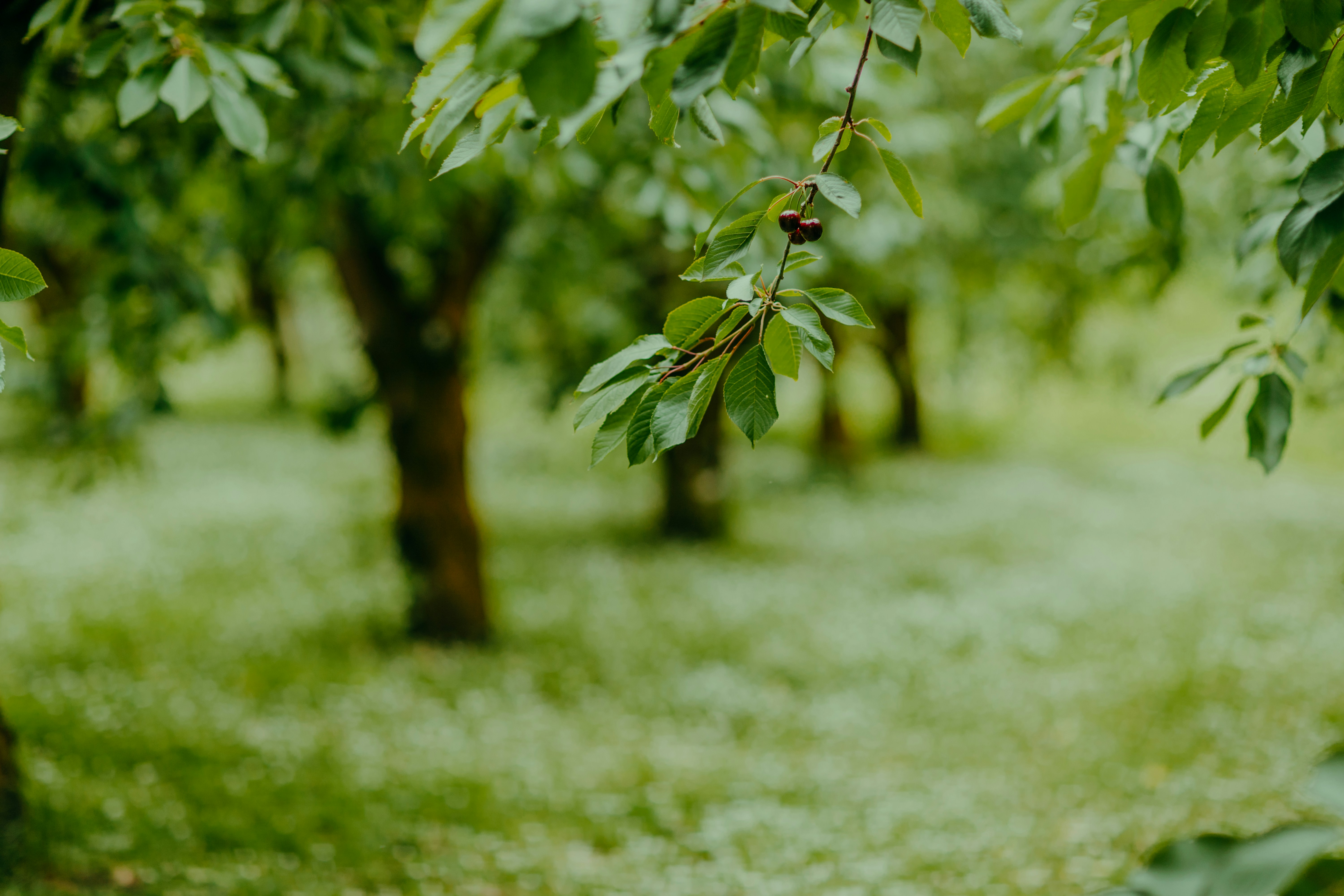 Photo by avosastories