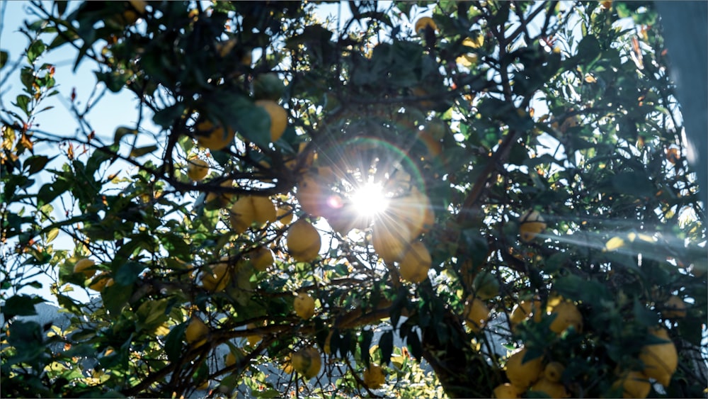 sun rays coming through green leaves