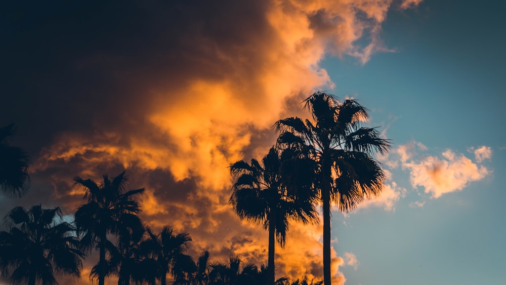 palm trees under cloudy sky during sunset