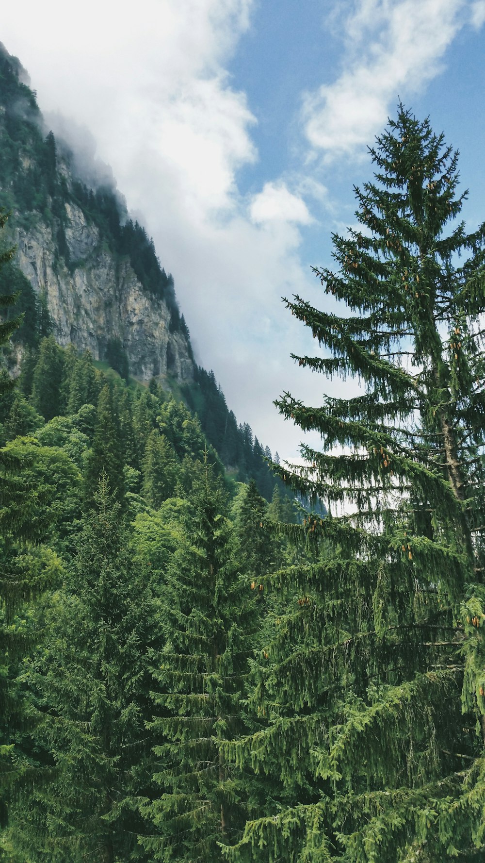 green trees on mountain under white clouds during daytime