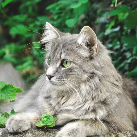 grey cat on brown ground in Bern Switzerland