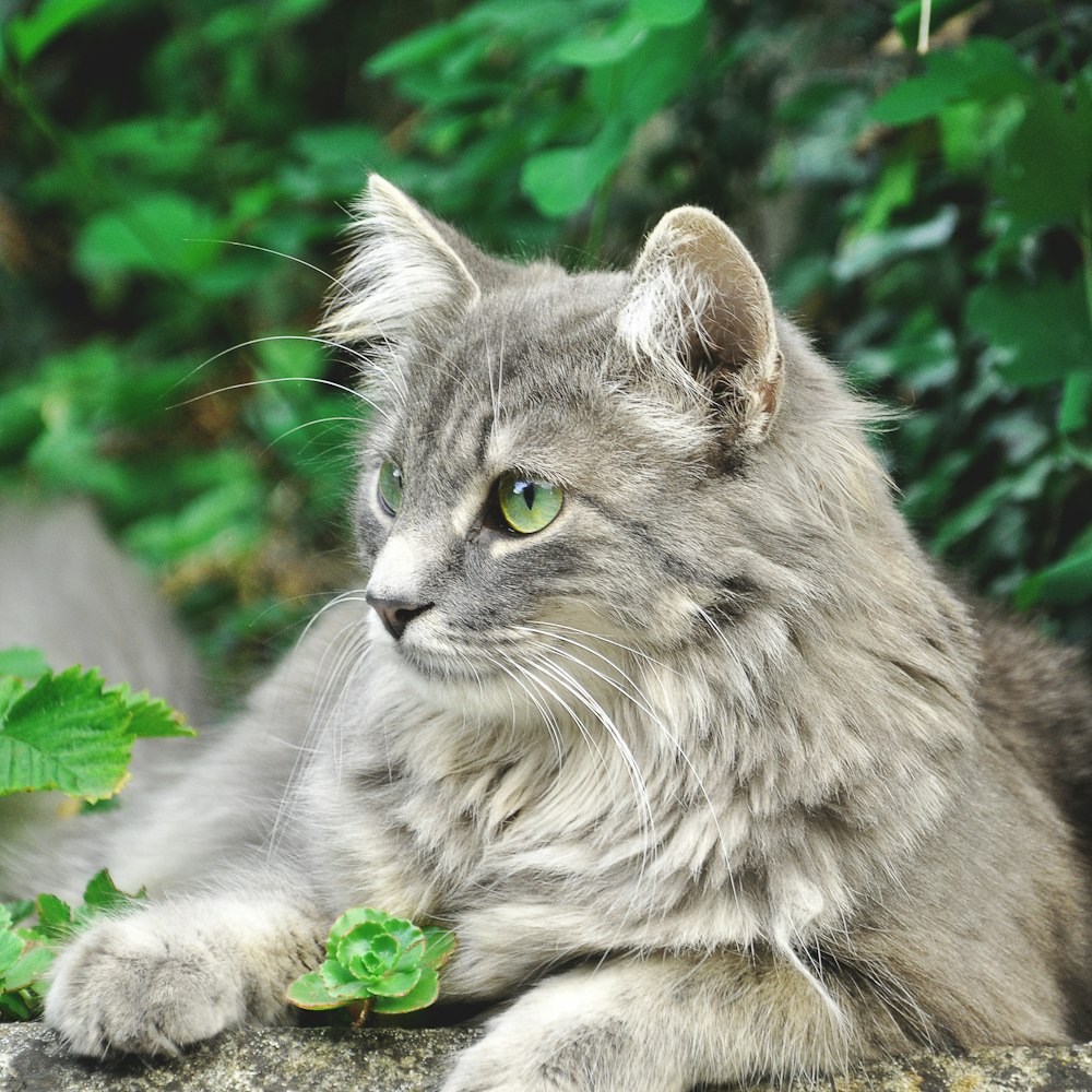 grey cat on brown ground