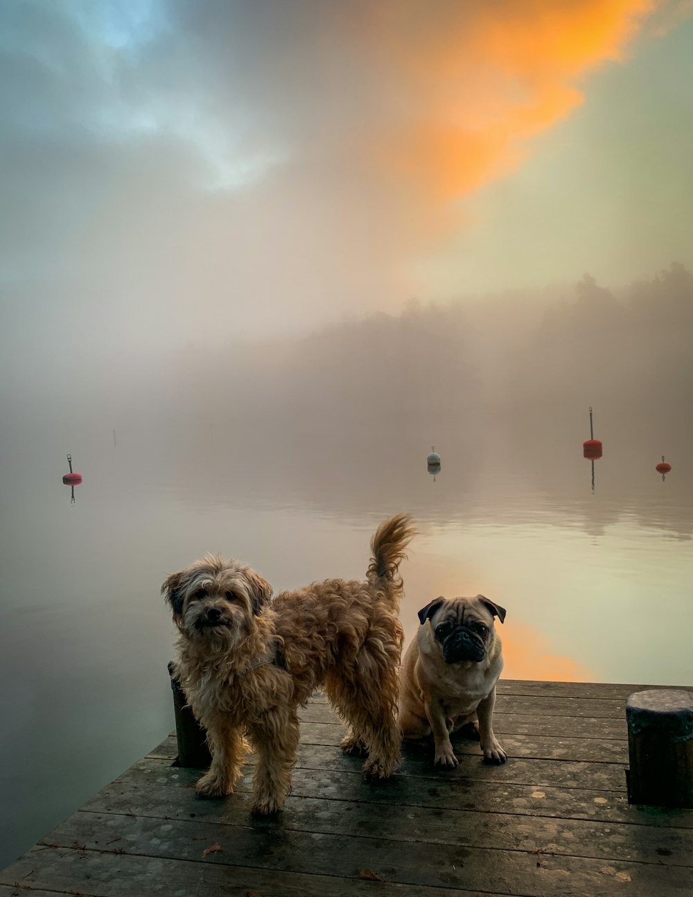 brown and white short coated dog sitting on brown wooden dock during daytime