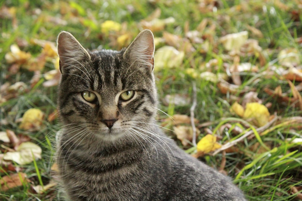 silver tabby cat on green grass during daytime