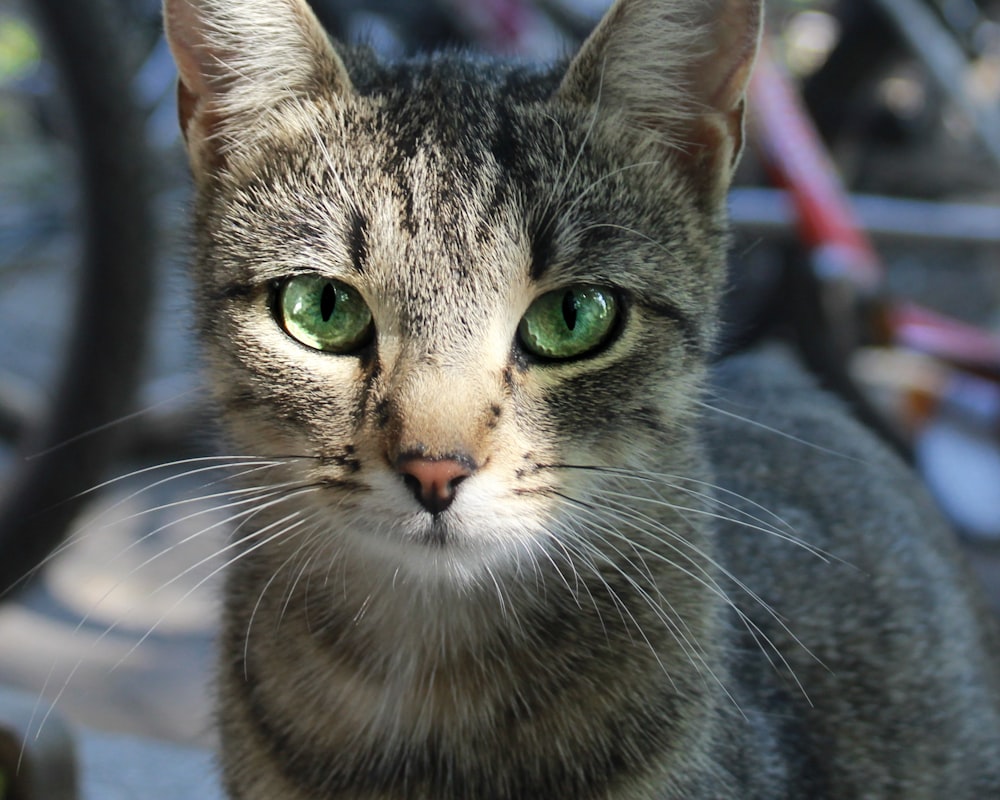 brown tabby cat in tilt shift lens