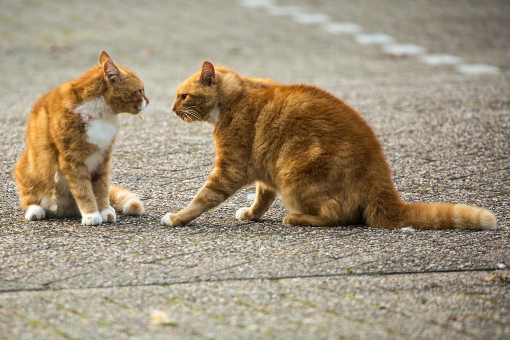 orange tabby cat on gray concrete road during daytime