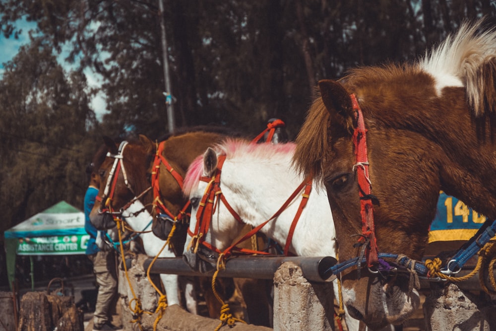 brown horse with blue leather strap on brown wooden fence during daytime