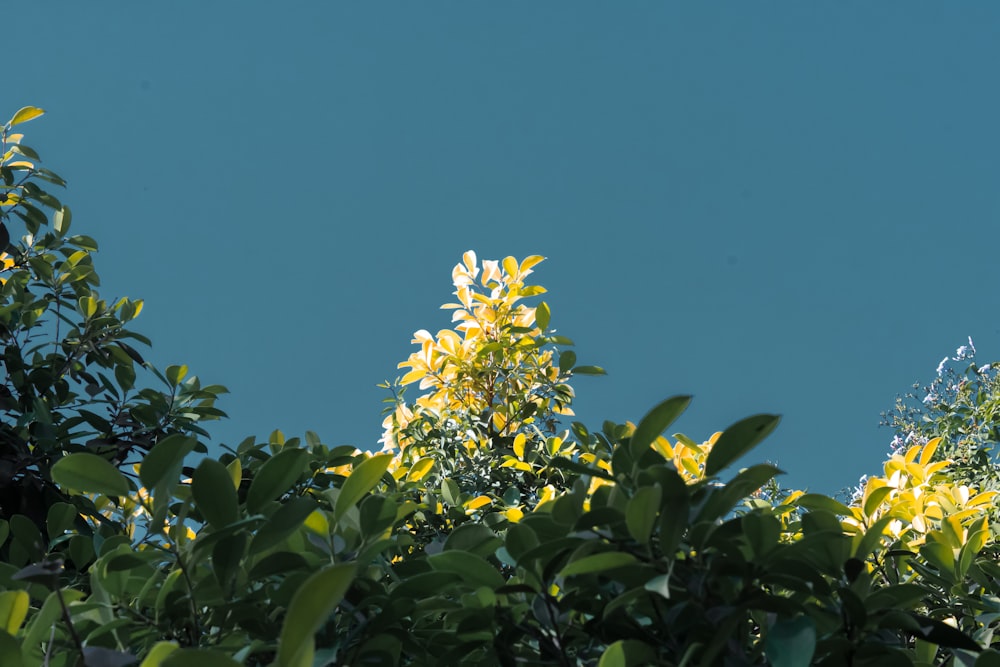 yellow flower with green leaves under blue sky during daytime