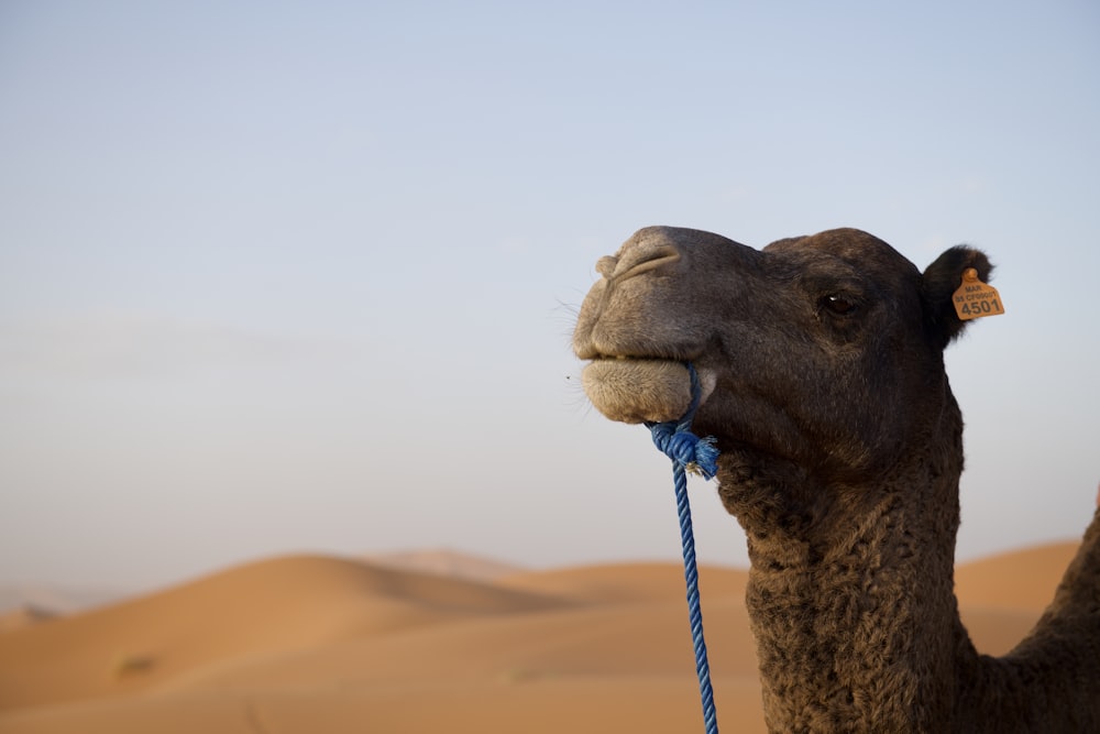 brown camel in desert during daytime