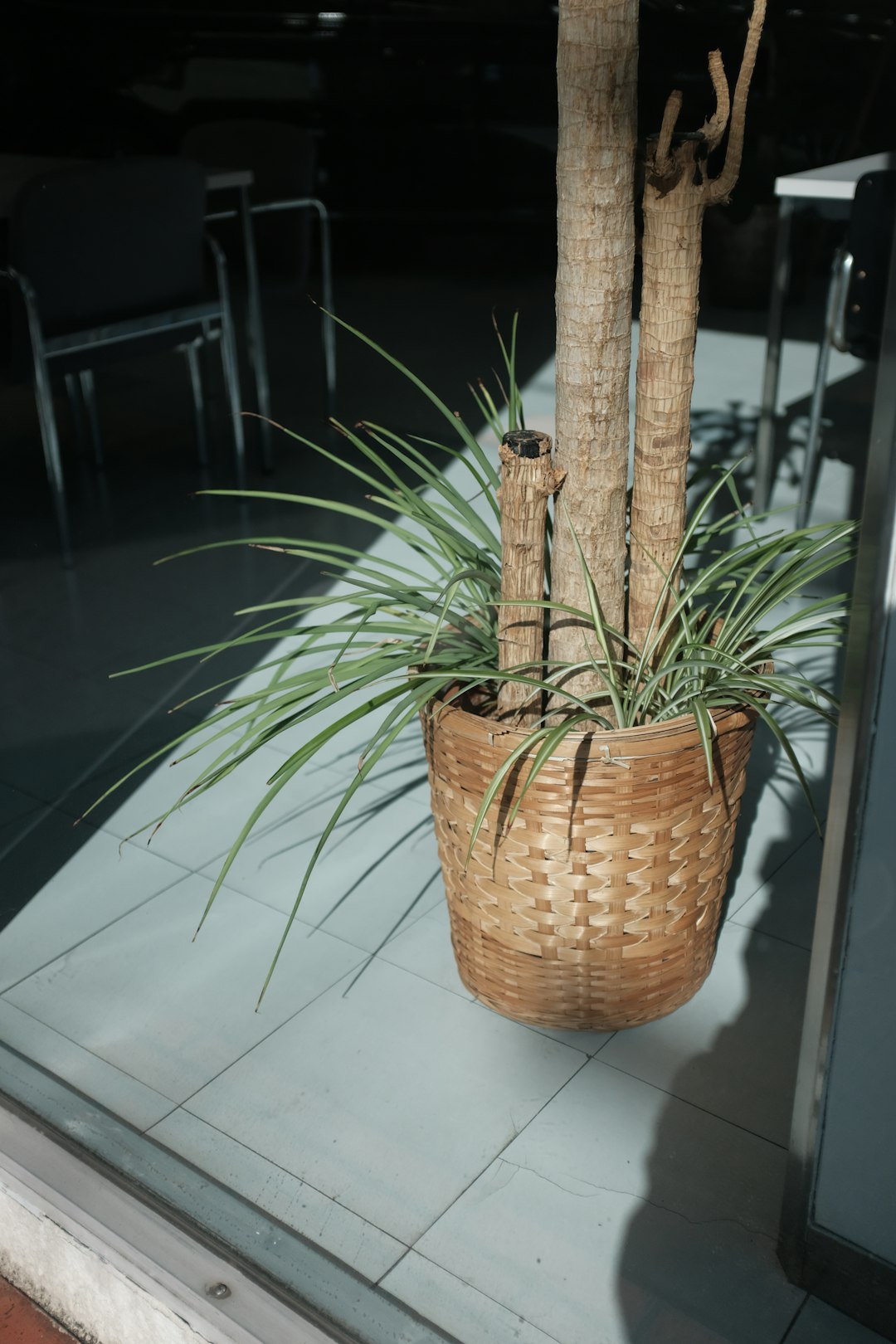 green plant on brown woven basket