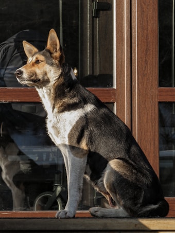 A medium-sized dog with a tricolor coat featuring shades of brown, black, and white is sitting on a ledge outside a glass door. The dog appears alert and focused, looking into the distance. Sunlight illuminates its fur, highlighting the various colors.