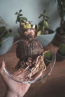 A hand is holding a clear glass bowl containing a large, bulbous plant root with dried, twisted roots extending outward. In the background, there are several potted plants with green leaves, creating a natural setting.
