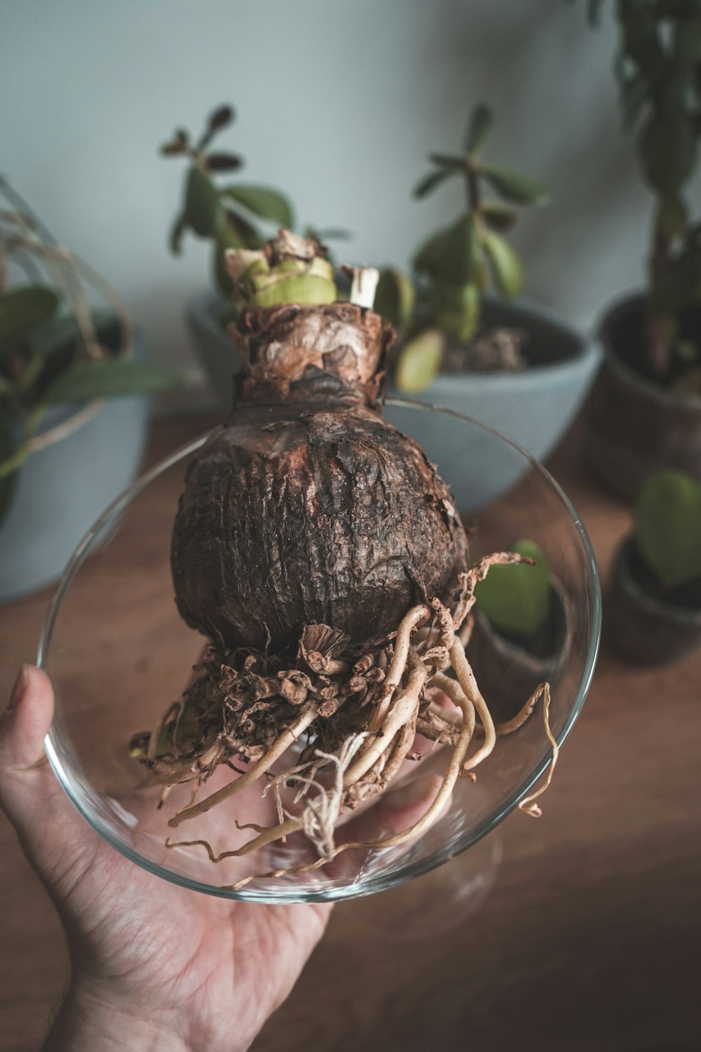 person holding brown and black round fruit