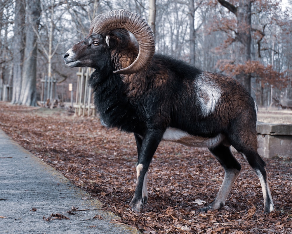 black ram standing on brown dirt road during daytime