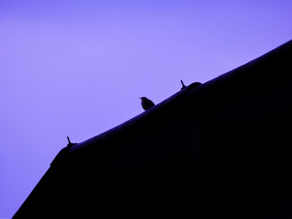 bird on top of roof during daytime