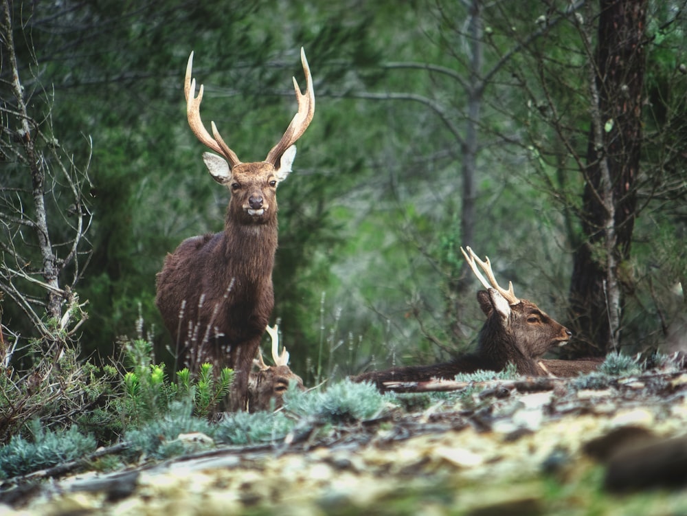 brown deer lying on green grass during daytime