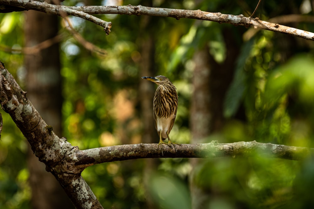 brown bird on tree branch during daytime