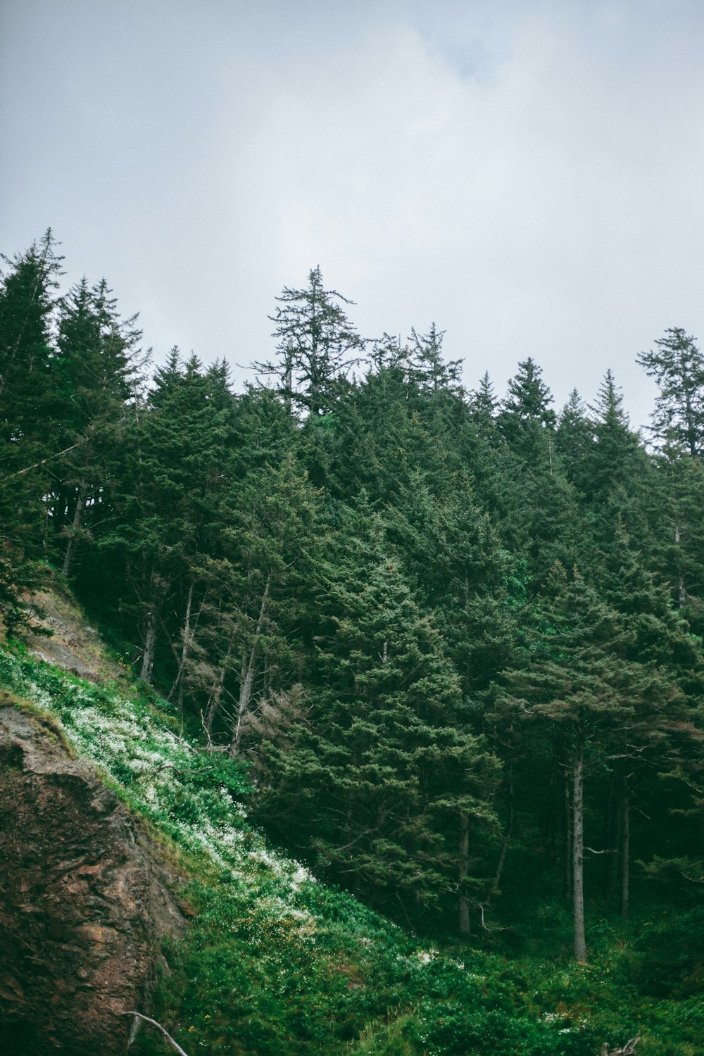 green trees on hill under white sky