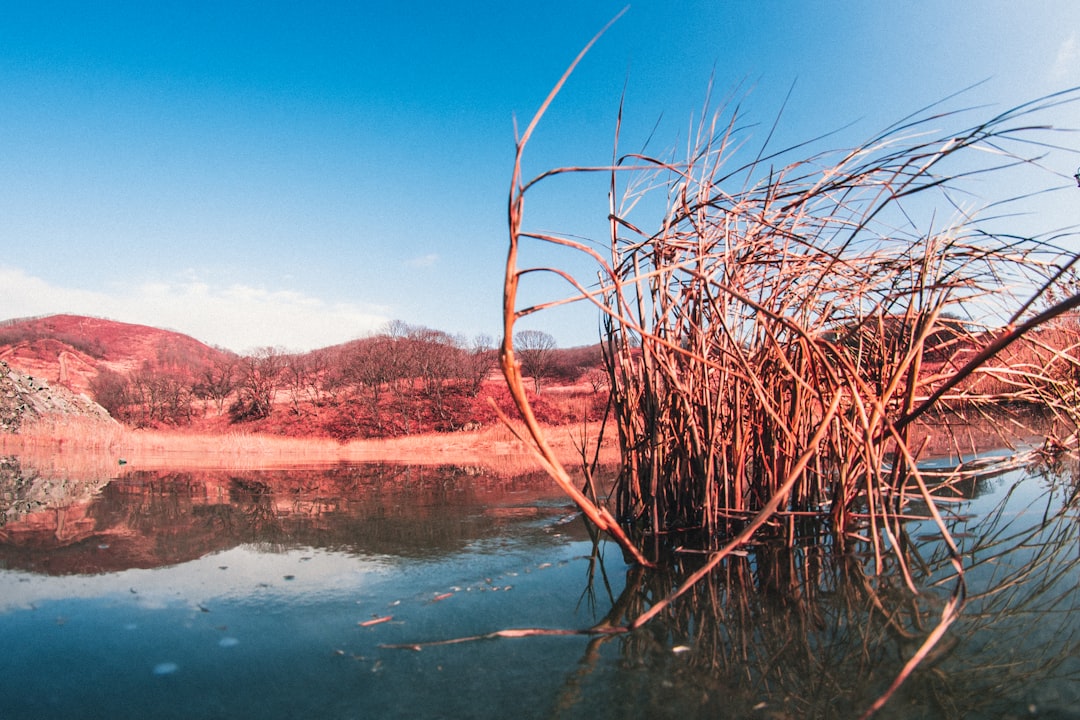 brown leafless tree on body of water during daytime