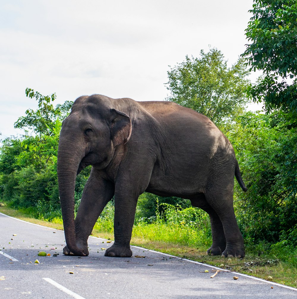 Elefanten gehen tagsüber auf der Straße