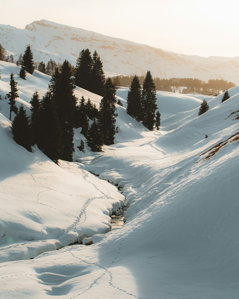 snow covered mountain with pine trees during daytime