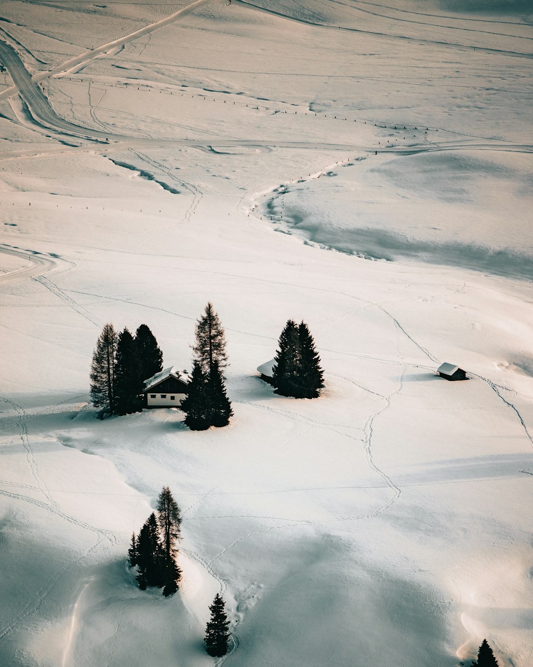 green pine trees on snow covered ground