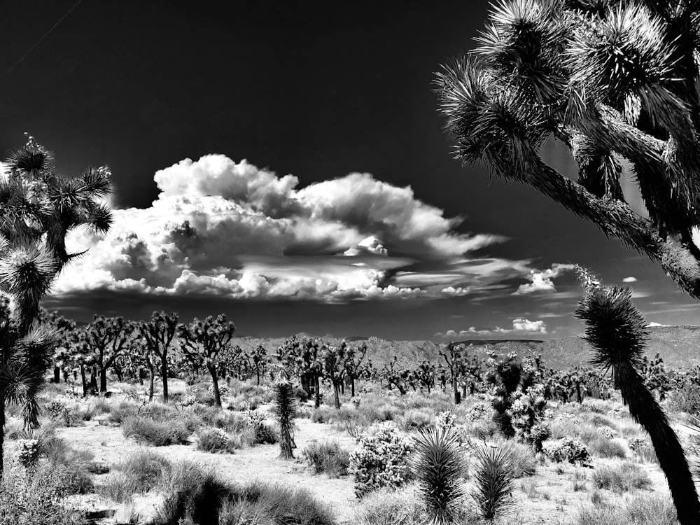 grayscale photo of trees and grass