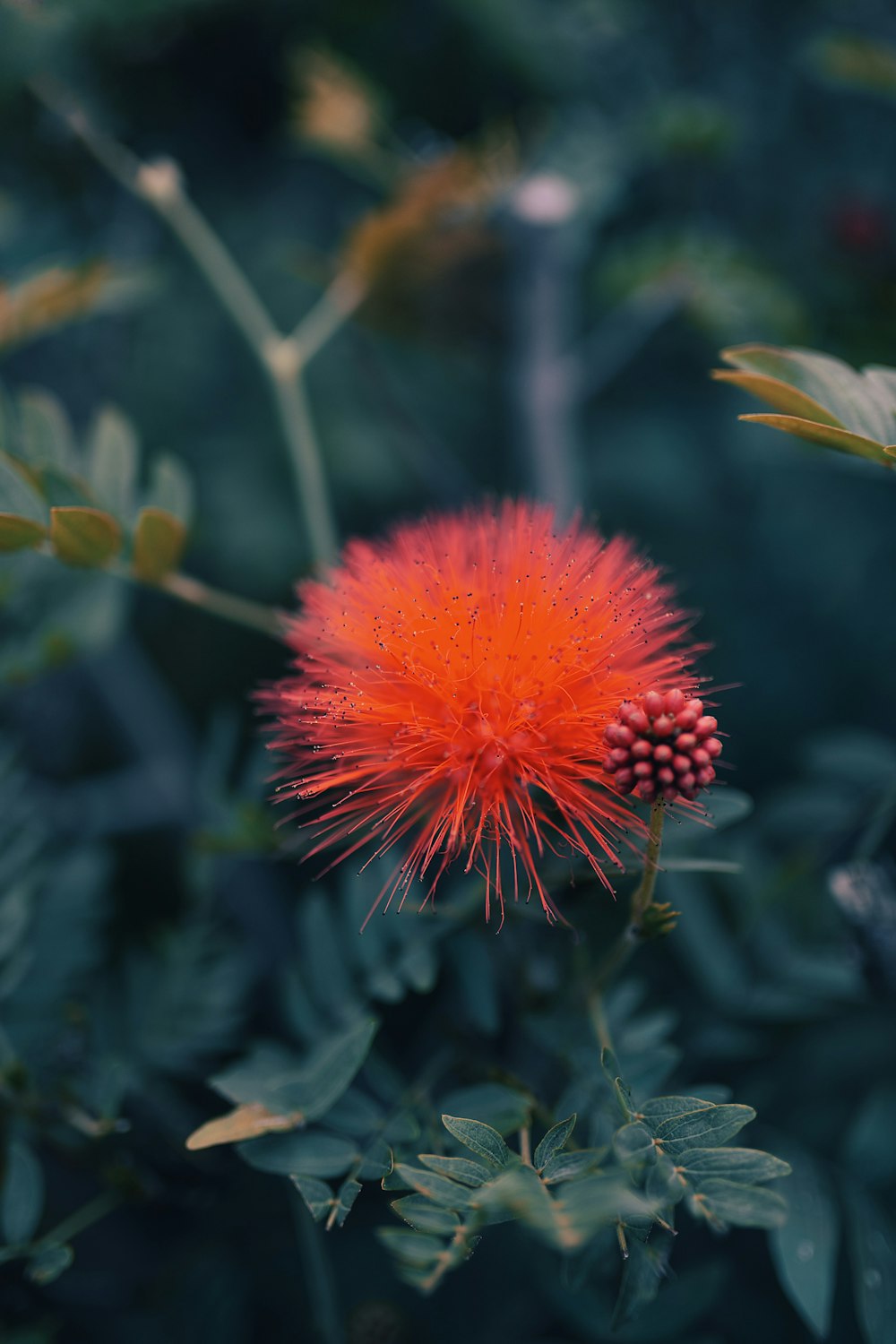 red flower in tilt shift lens