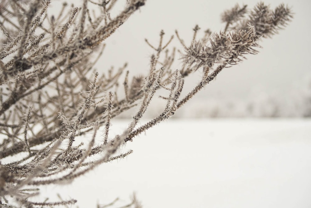 brown leafless tree on snow covered ground