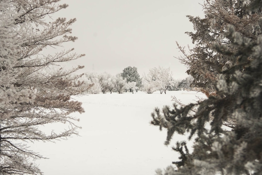 brown trees on snow covered ground during daytime