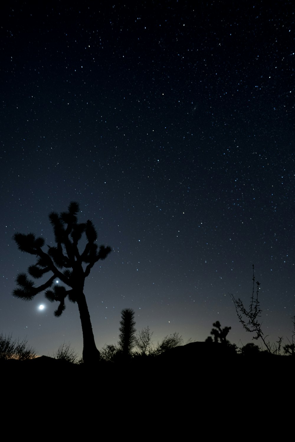 silhouette of tree under blue sky during night time