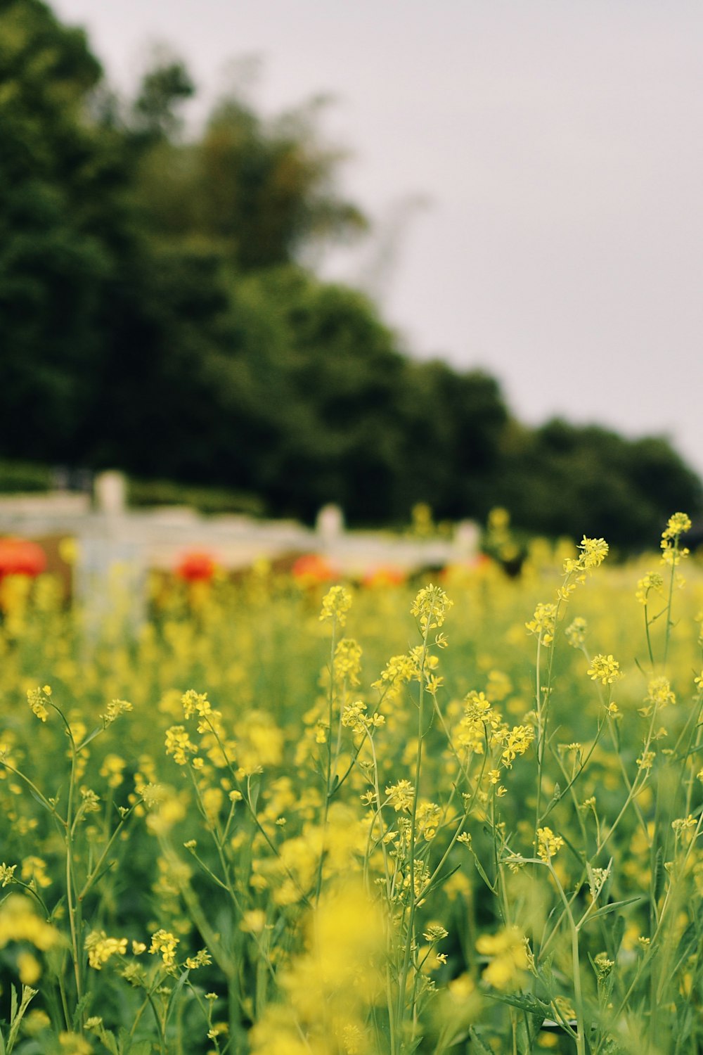 yellow flower field during daytime