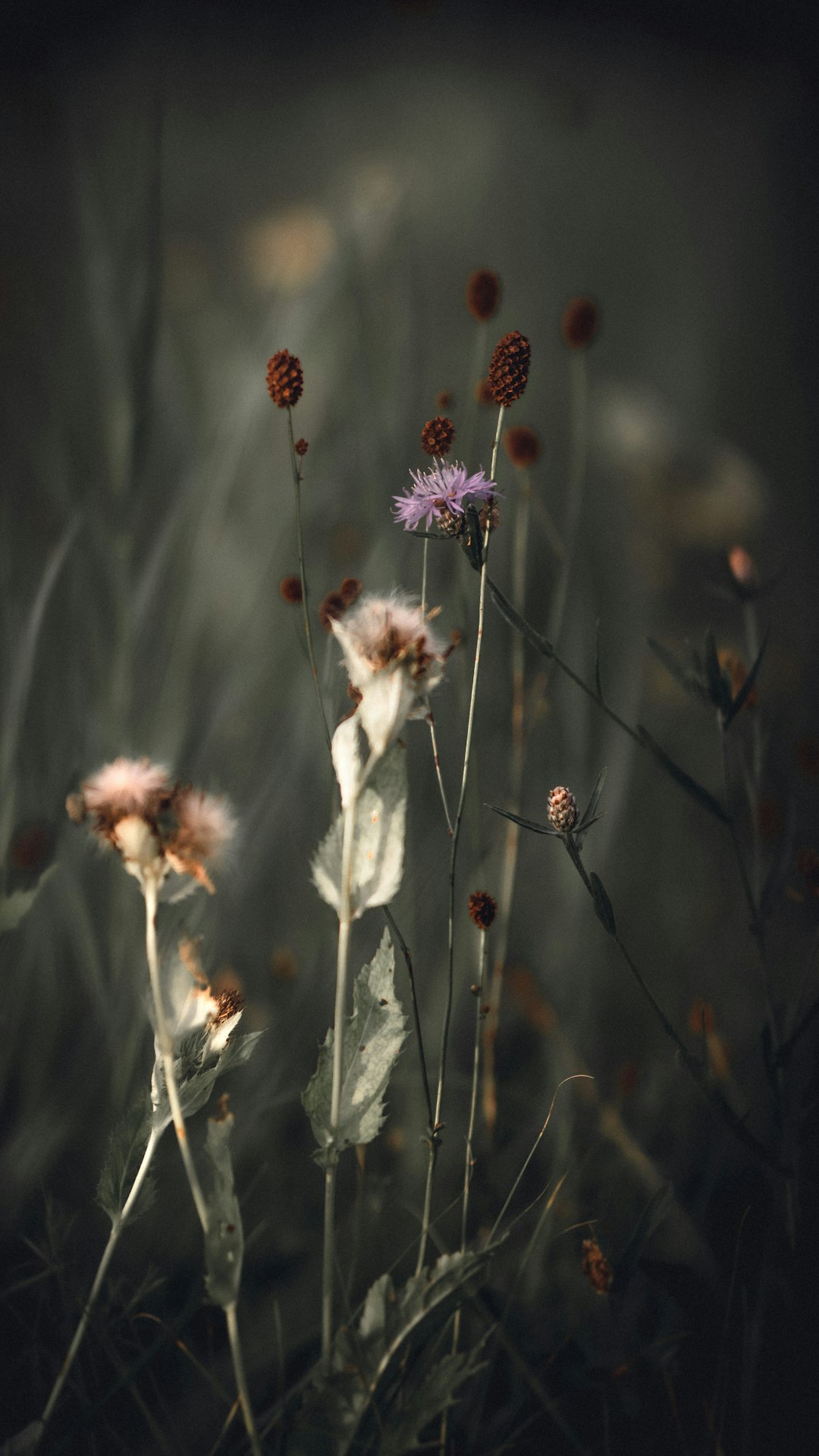 pink and white flower in tilt shift lens