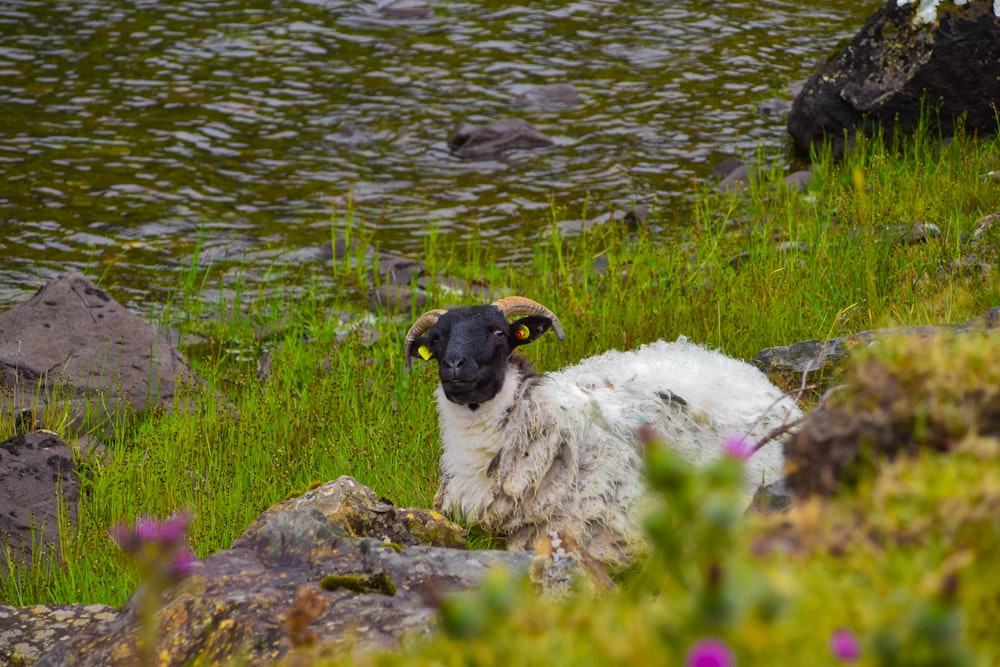 oveja blanca en el campo de hierba verde durante el día