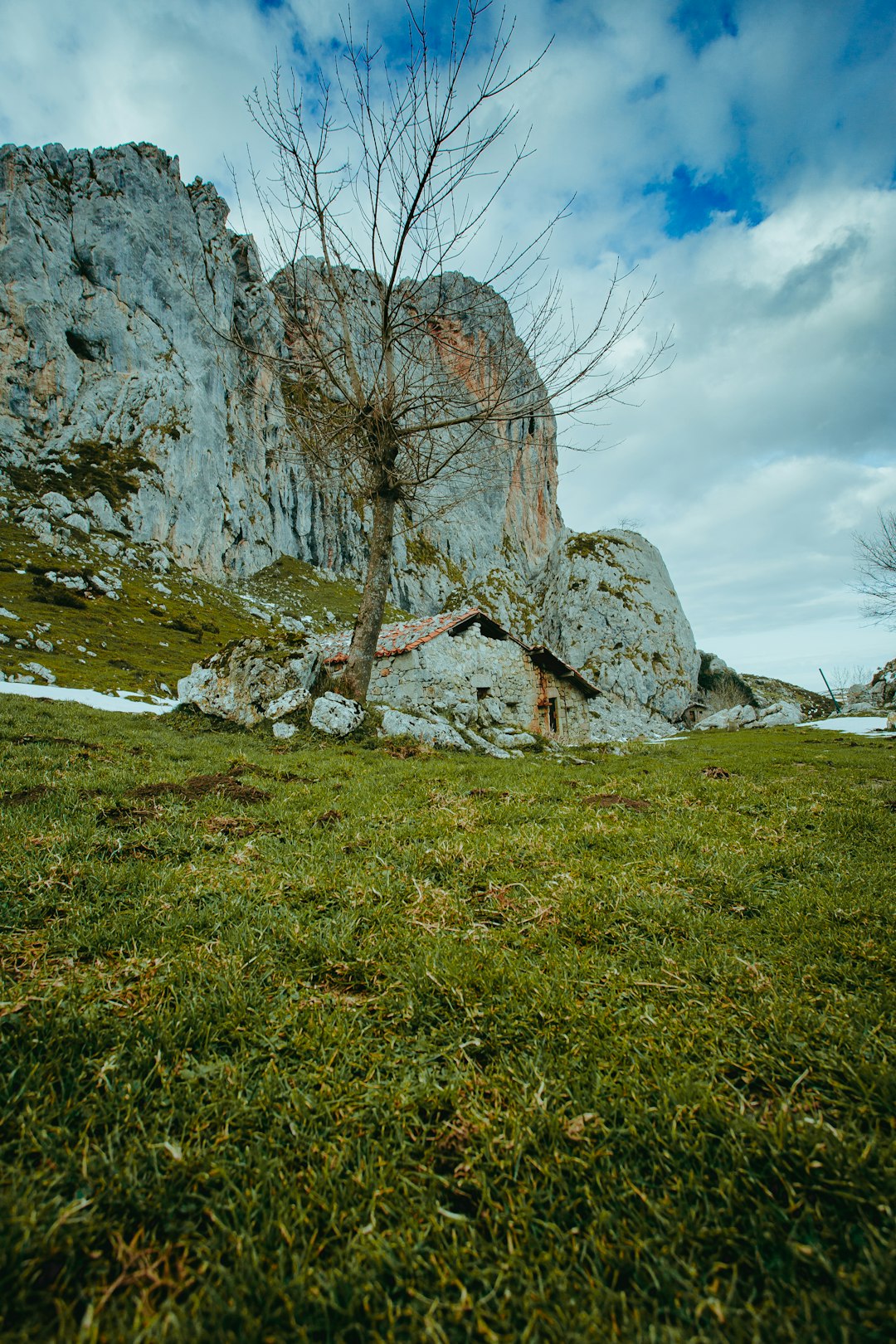 brown bare tree on green grass field during daytime