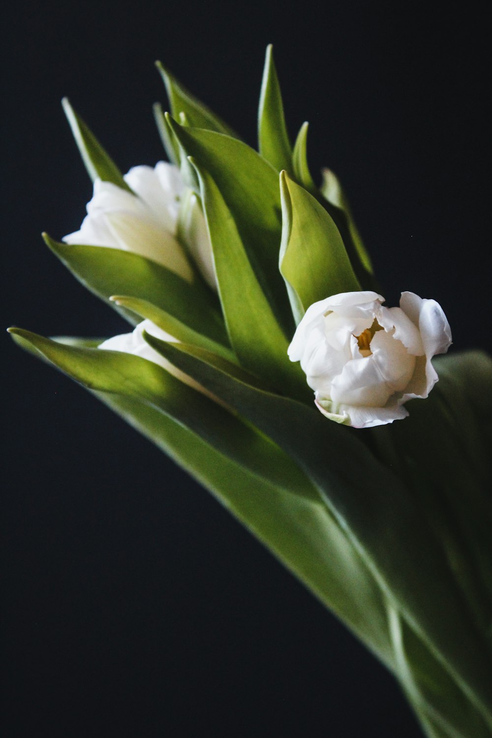 white flower with green leaves