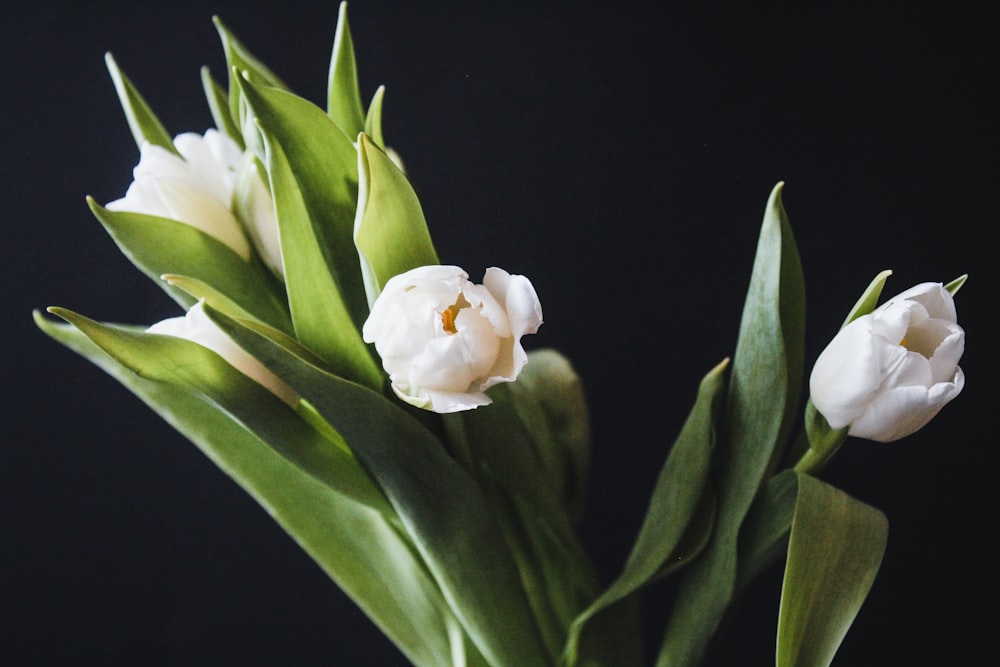 white flower with green leaves