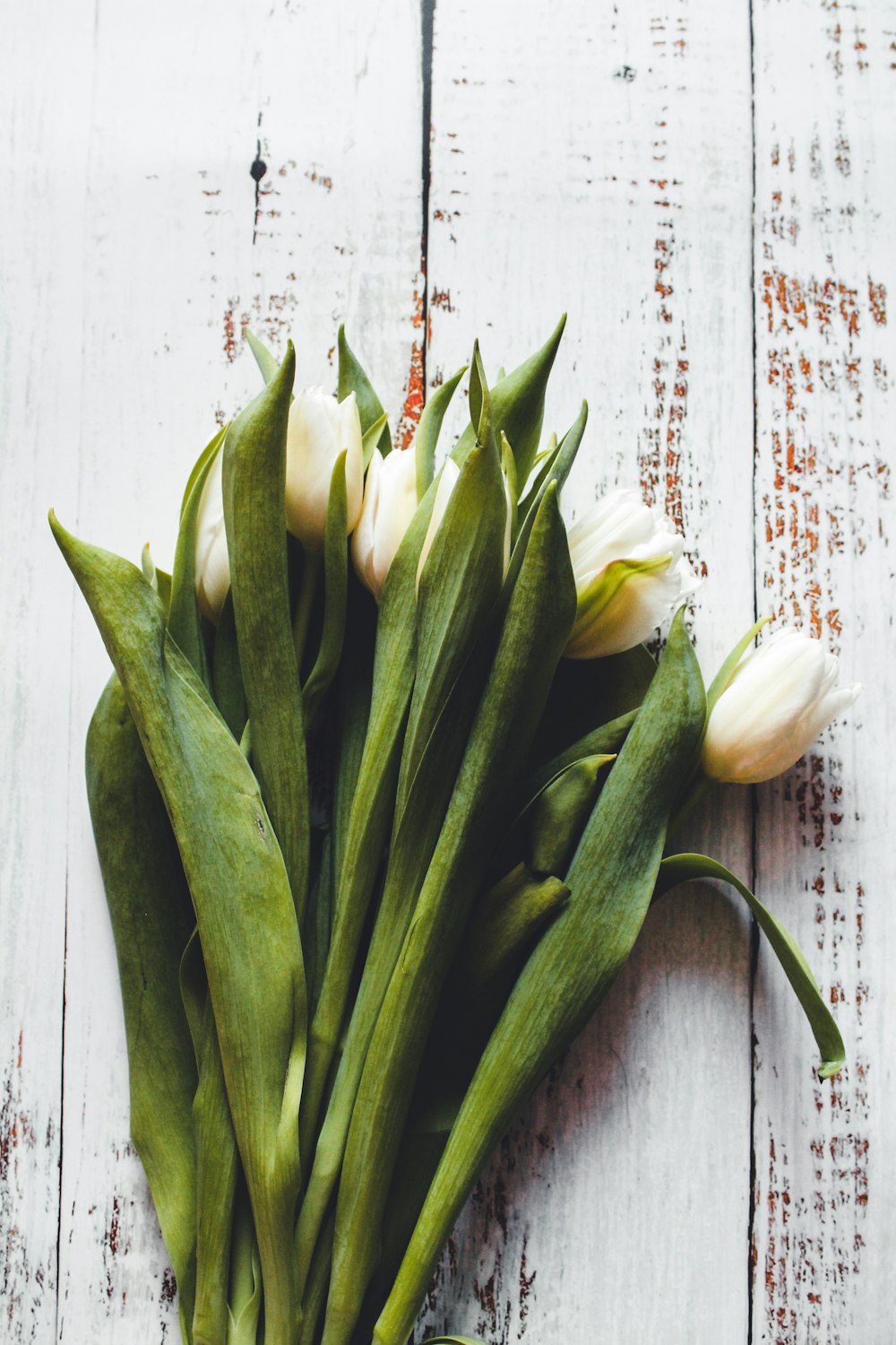 green and white flower bud