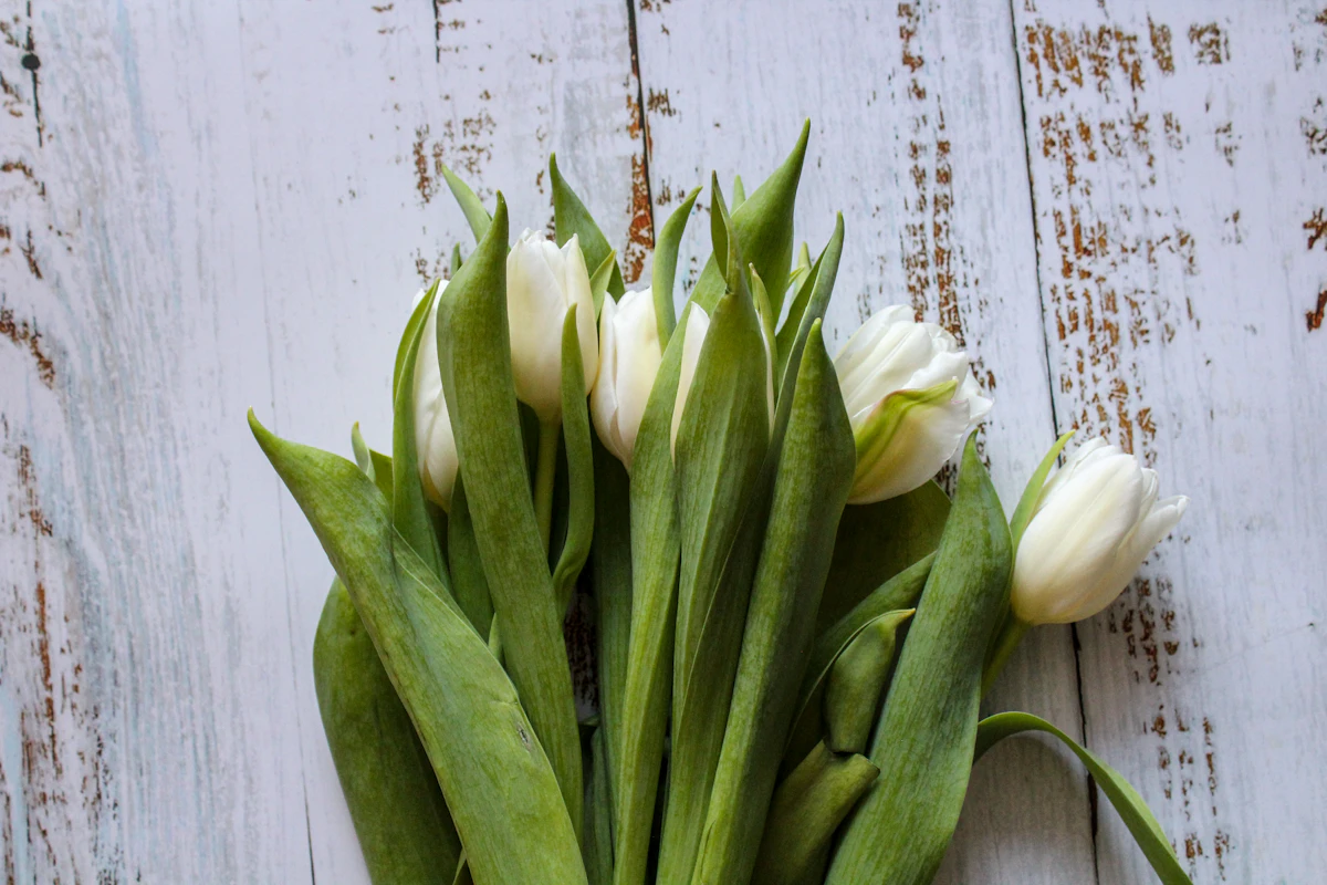 White and green flower buds, close.