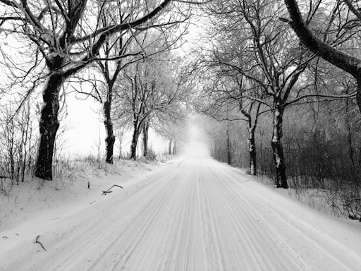 grayscale photo of road between trees